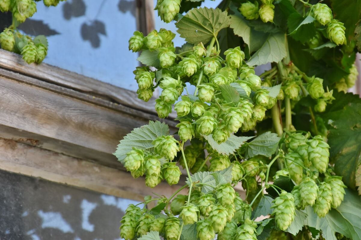 hops growing next to a window