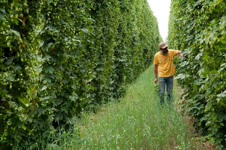 John Maier, founder and brewmaster of Rogue Ales & Spirits walking in a hop field