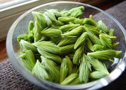 Goodwood Brewing To Release Spruce Tip IPA
