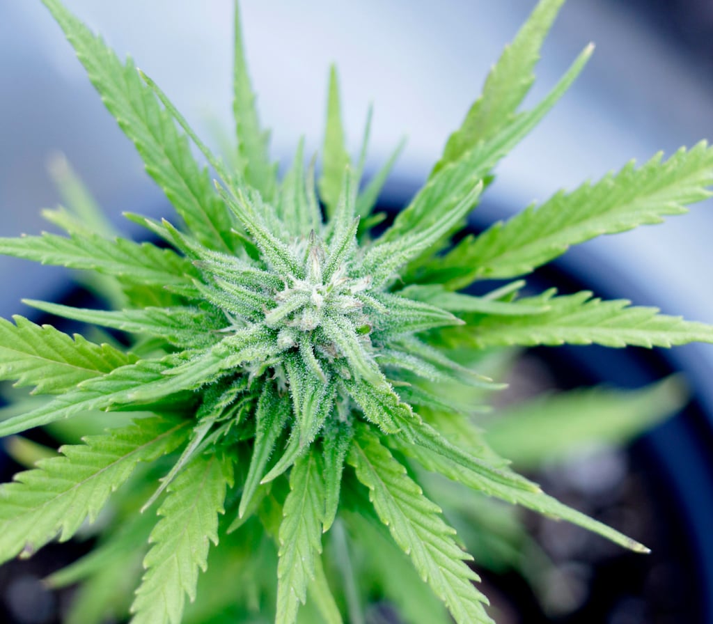 Different Types of Cannabinoid-Infused Beers