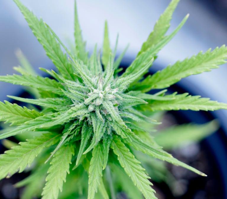 Different Types of Cannabinoid-Infused Beers