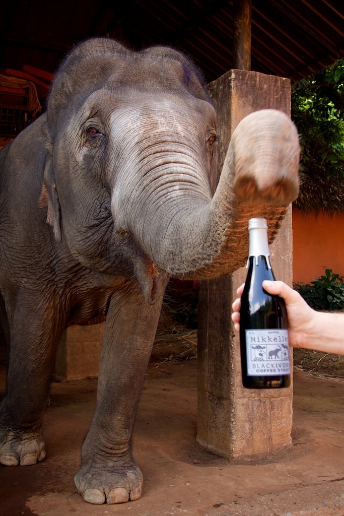 Mikkeller Releases Black Ivory Coffee Stout For Elephant Awareness