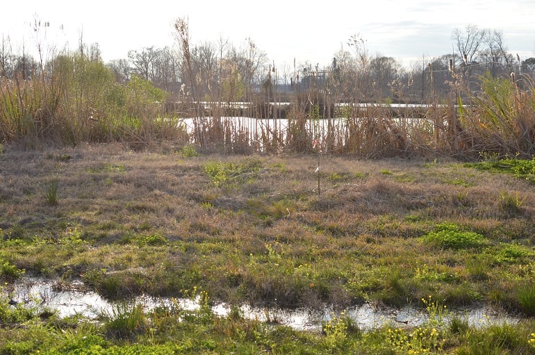 A view of the Bayou Teche from the brewery. Bayou Teche Brewery