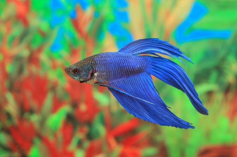 Best Place to Buy Betta Fish Online in 2023