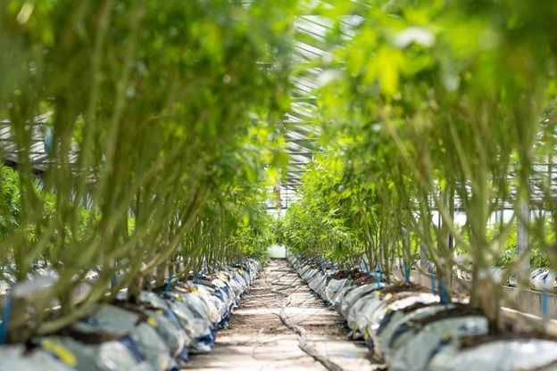 The Importance of Identifying an Untrained Cannabis Budtender