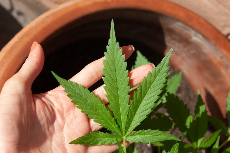 What happens when you mix CBD and alcohol?