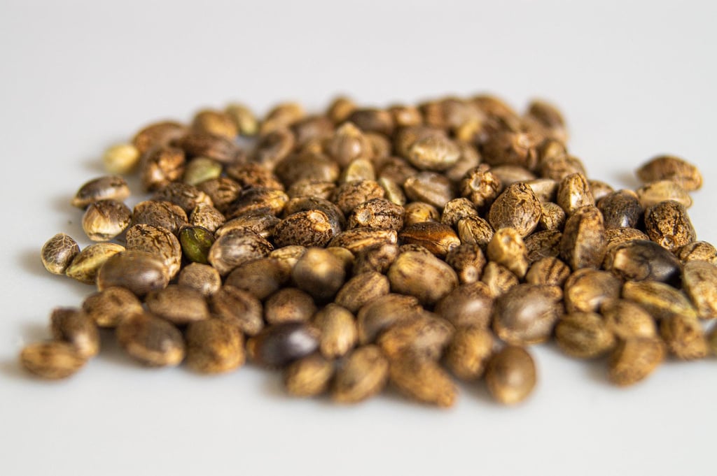 Everything you need to know about kush seeds and strains