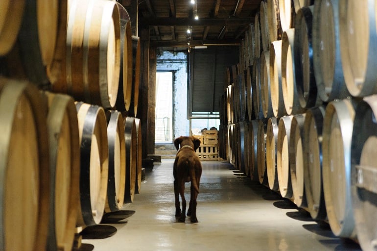 cantillon_tour_guide.jpg