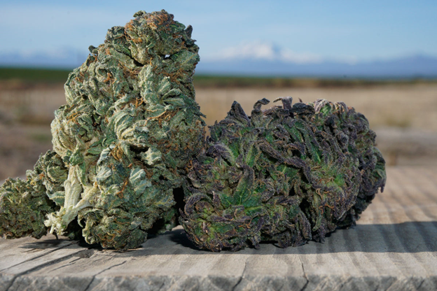 4 Things to Keep In Mind When Buying a CBD Flower Strain