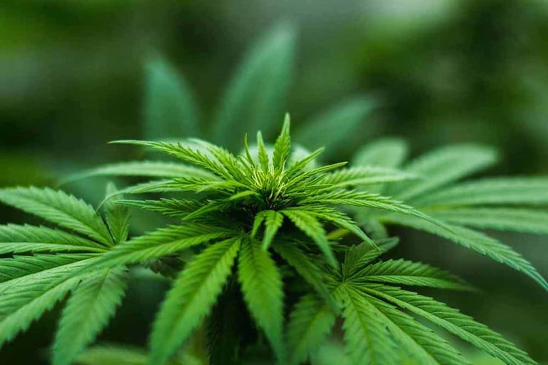 Delta 8 THC: How Long Are the Effects of D8 THC?