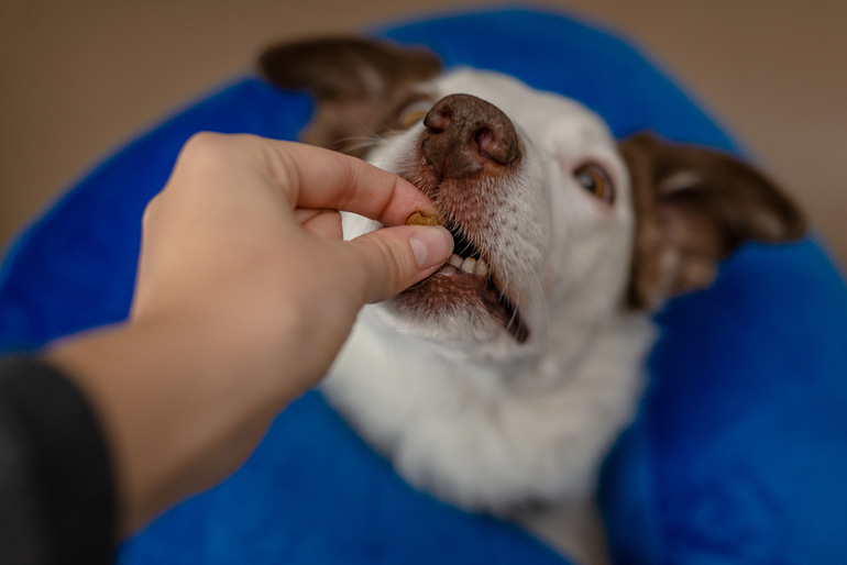 Border Collie dog wearing a blue inflatable collar and having CBD calming chews
