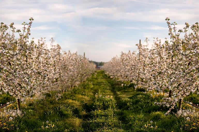 Finnriver Farm & Cidery - Chimacum, Washington