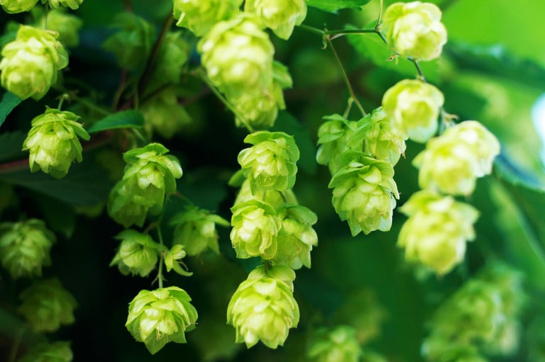 What Makes Nelson Sauvin Hops Special?