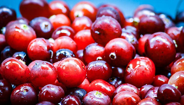 pile of cranberries after harvest