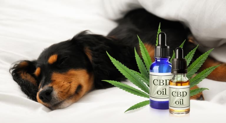From Pain Relief to Better Sleep: How CBD Oil Can Improve Your Dog’s Health