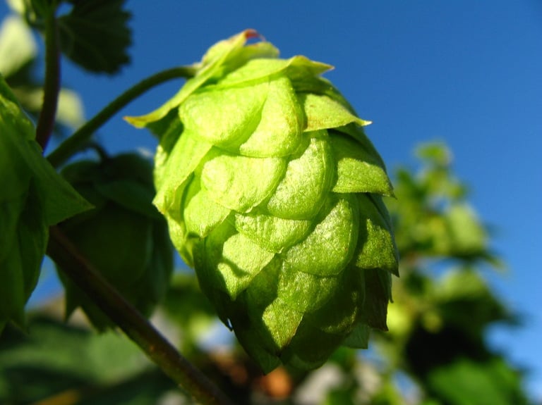 Brewing “Green” Beer