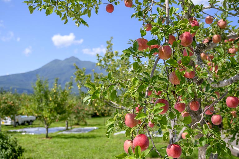 Hirosaki City Apple Park - Aomori Prefecture, Japan