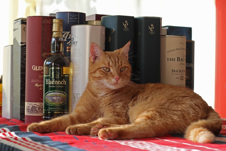 What Happens When a Pet Consumes Alcohol?