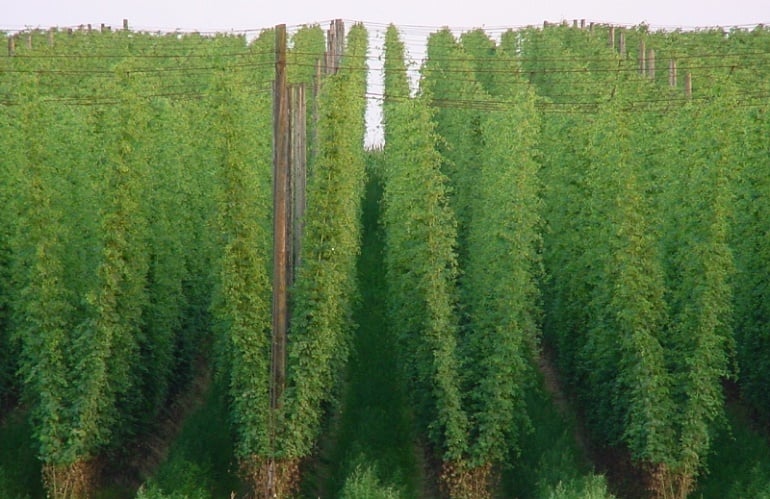 Hop Farm Beer