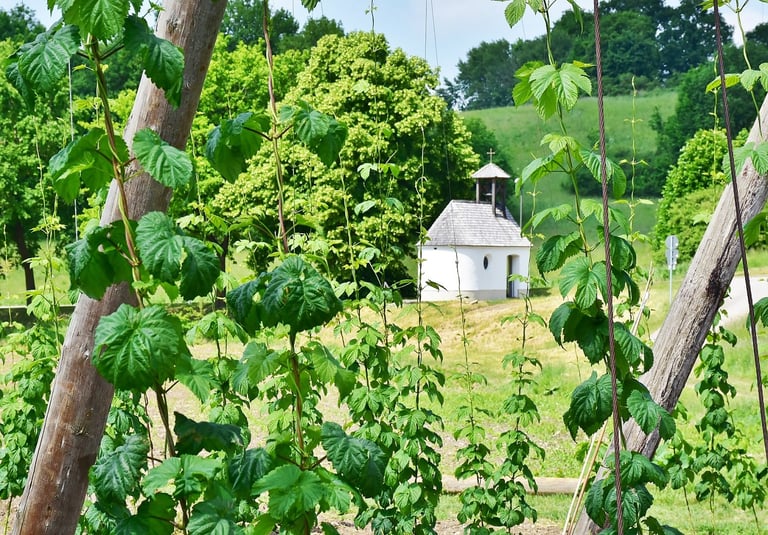 The Hop Report: Trending Hops for 2019
