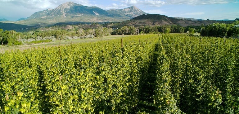 IPA Supply Fuels Craft Growth
