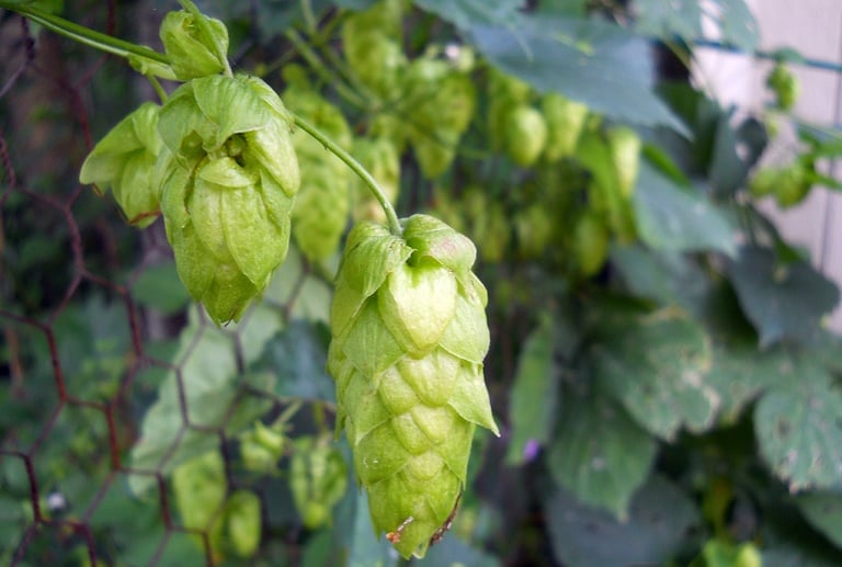 Hops Organic Beer