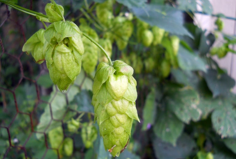 Hops Organic Beer