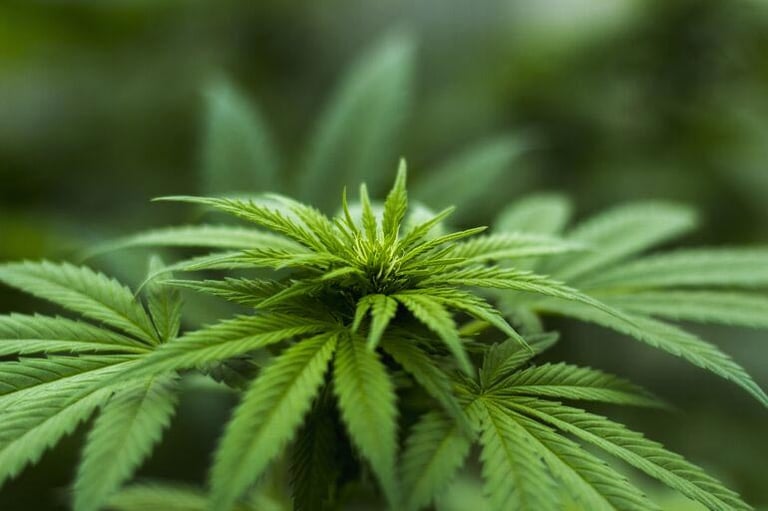 Is Using CBD During Pregnancy Safe?