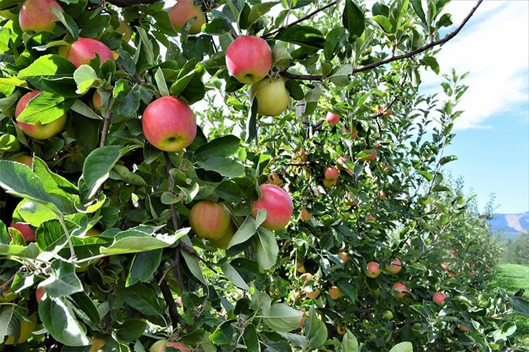 Kiyokawa Family Orchards - Parkdale, Oregon