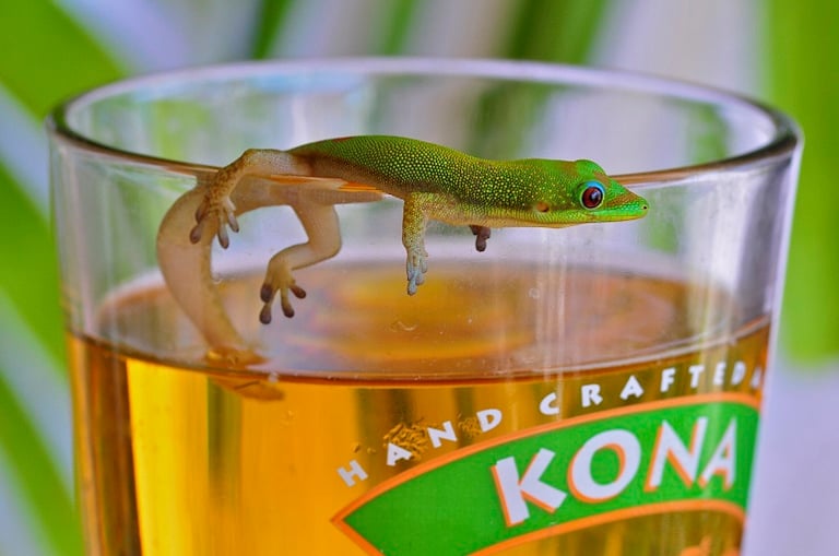 Kona Brewing Gecko Beer
