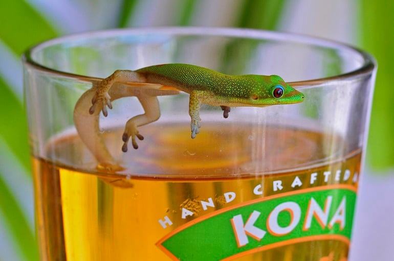 Kona Brewing Gecko Beer