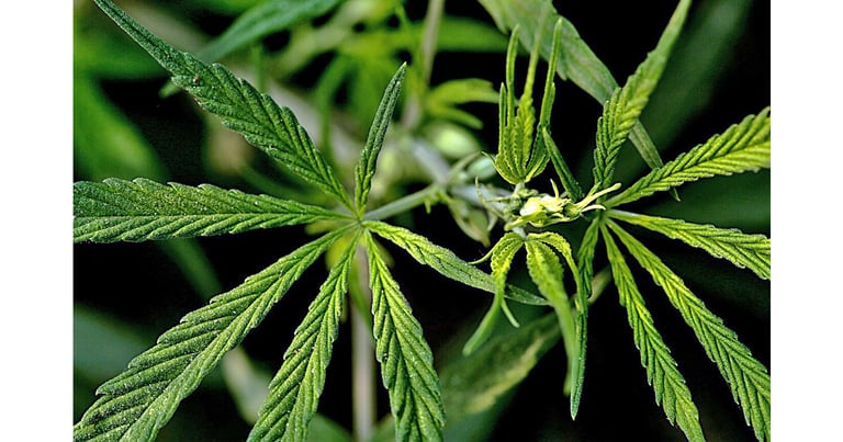 The Emergence of Legal Marijuana Across the US