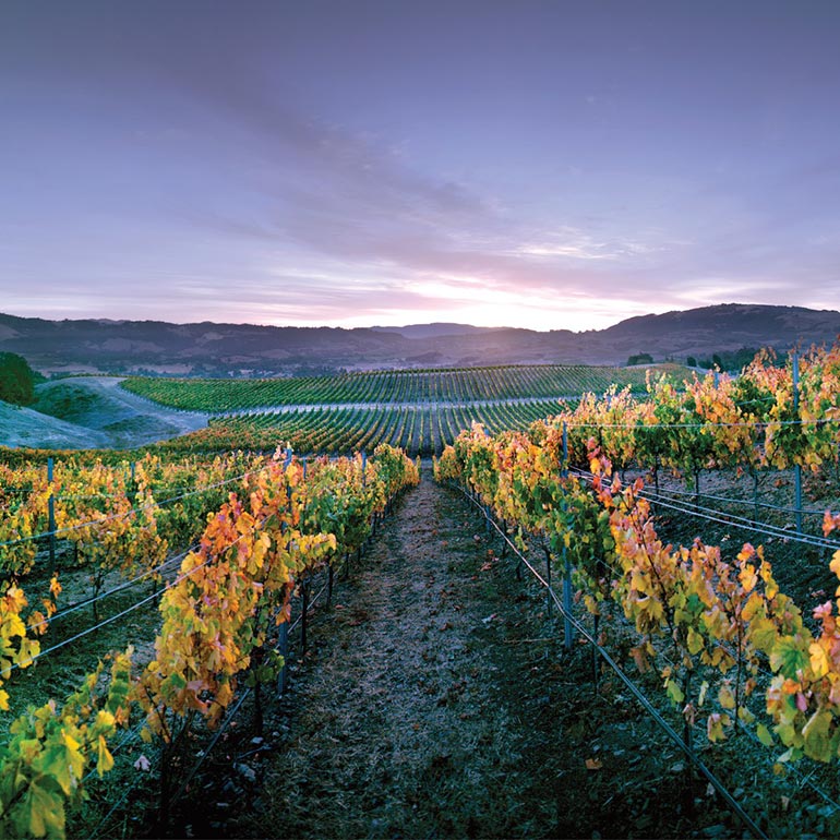 Matanzas Creek Winery - Santa Rosa, California