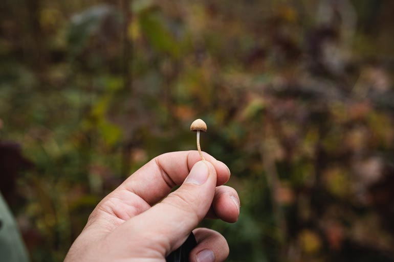Mushrooms in Traditional Medicine: Ancient Wisdom and Modern Applications