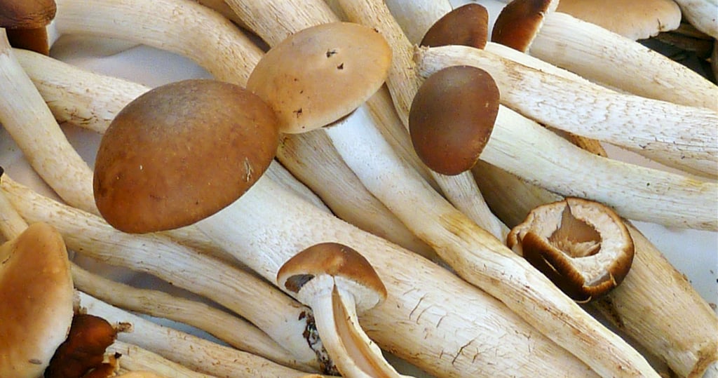 Medicinal Mushroom Supplements Are the New Thing - Here's Why People Are Using Them