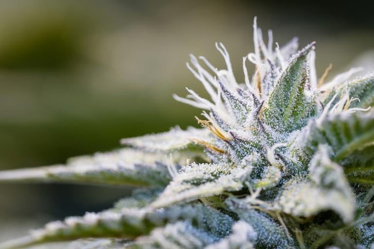 Navigating the Growing Market for Recreational Cannabis Products in Washington