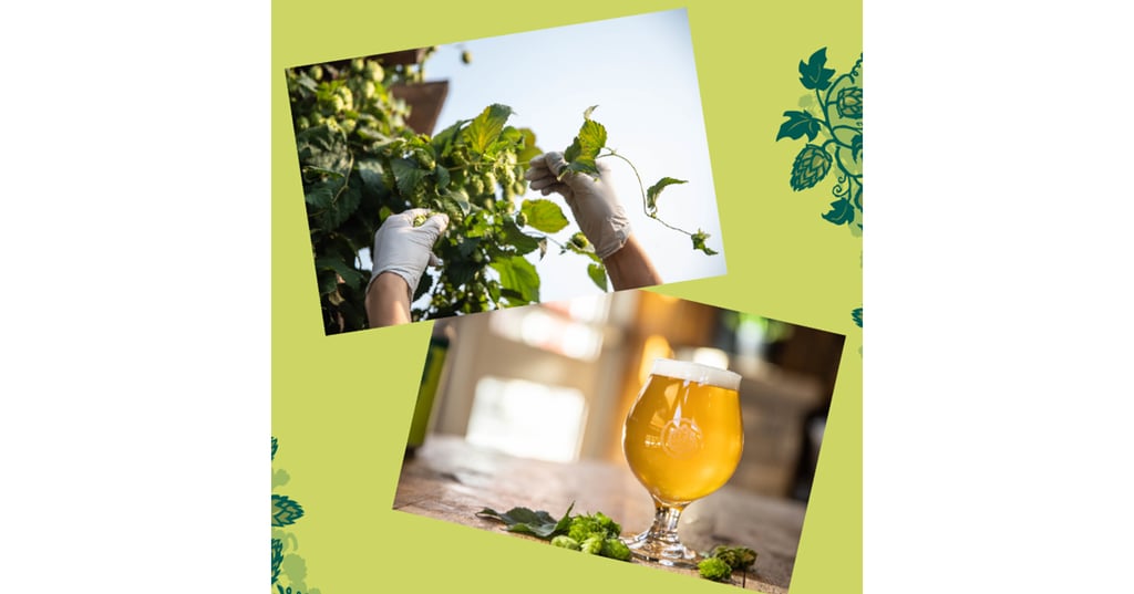 Odell Brewing Co. Celebrates IPA Day