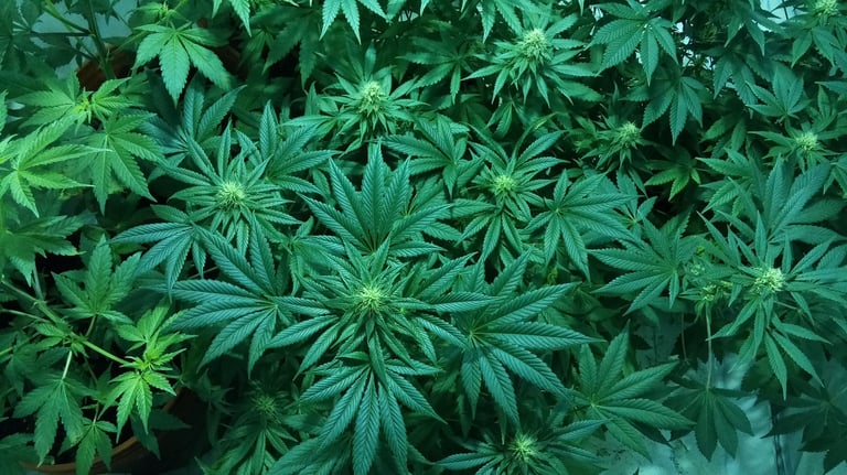 4 Ways the COVID-19 Pandemic Transformed the Cannabis Industry