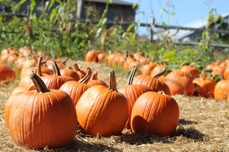 National Pumpkin Month: Great Pumpkin Dishes to Pair with Beers
