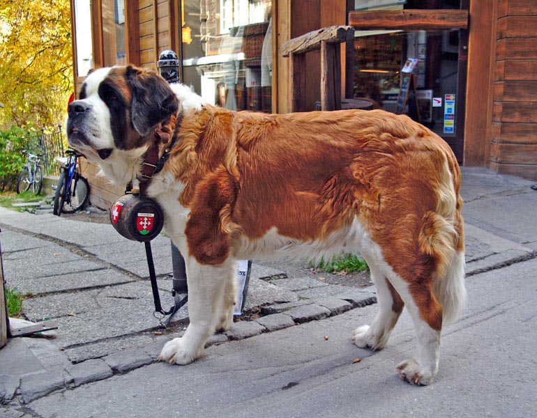 saint bernard carrying a barrel