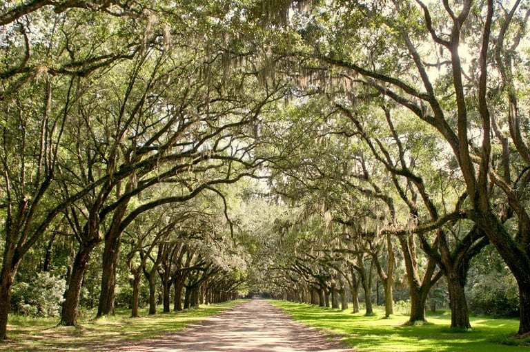 Savannah