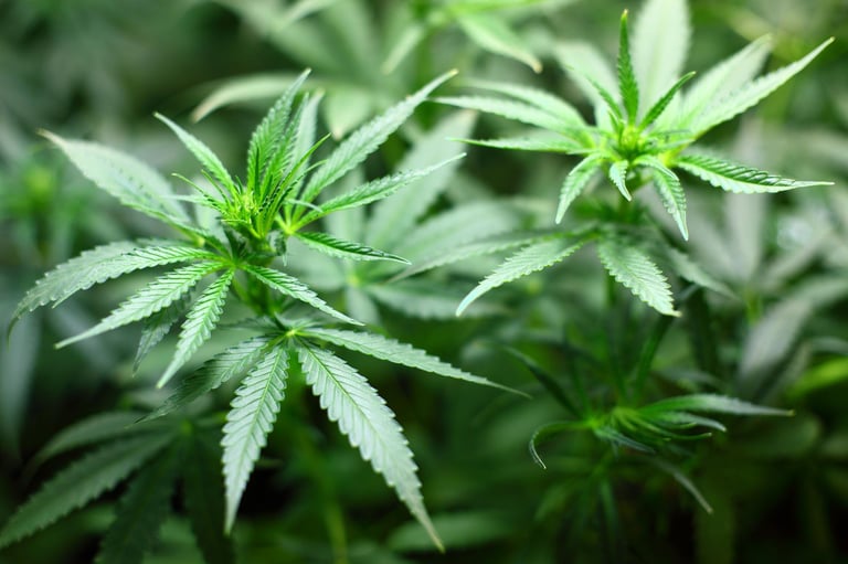 How Does Cannabis Support Your Fitness Routine?