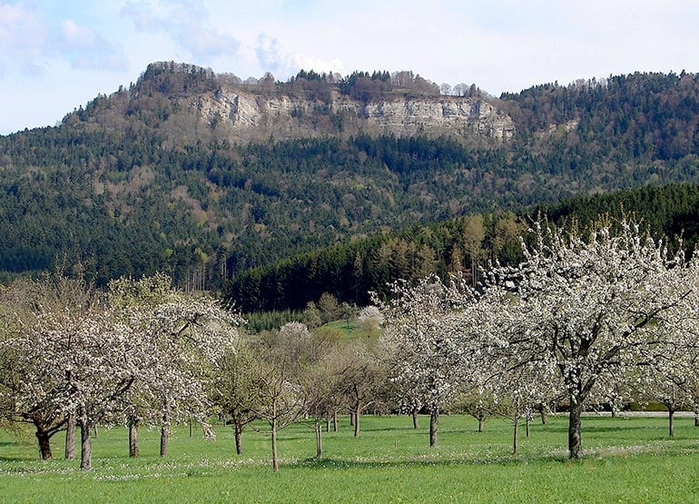 Swabian Orchard Paradise - Herrenberg-Mönchberg, Germany