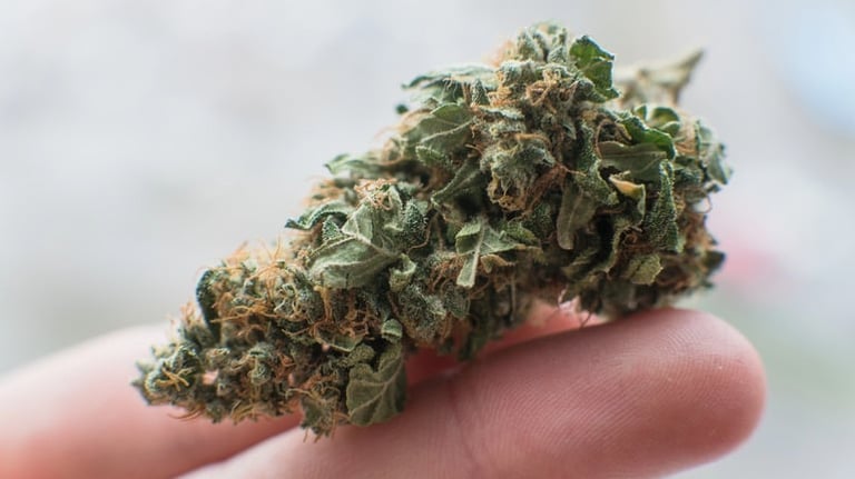 THCA Flower vs. Regular Flower: Key Differences, Benefits, and Legalities