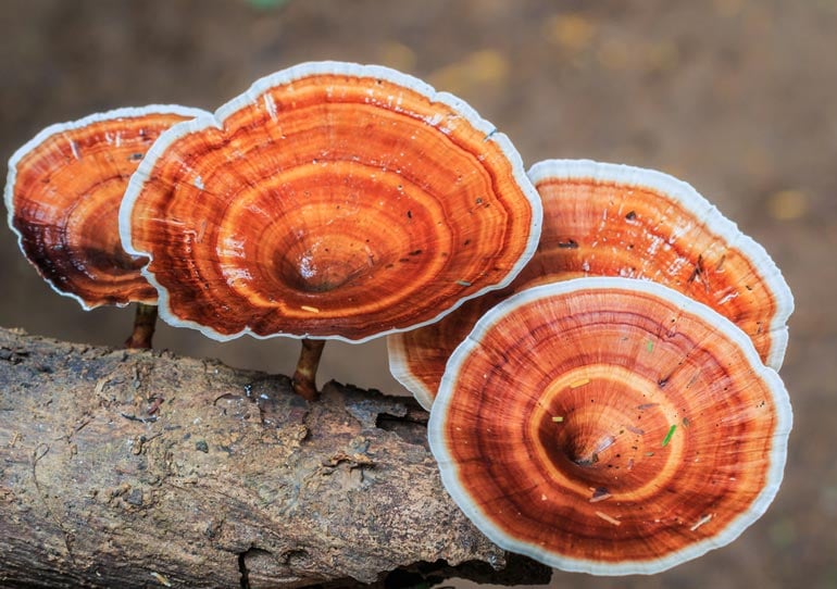 The Allure of Mushroom Gummies: A Delicious and Convenient Way to Boost Your Well-Being