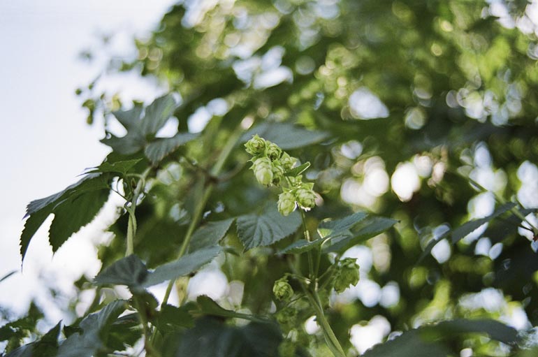 The Beer Connoisseur® Magazine & Online Partners With Hop Growers of New York As Media Sponsor for Its Festivals and Events