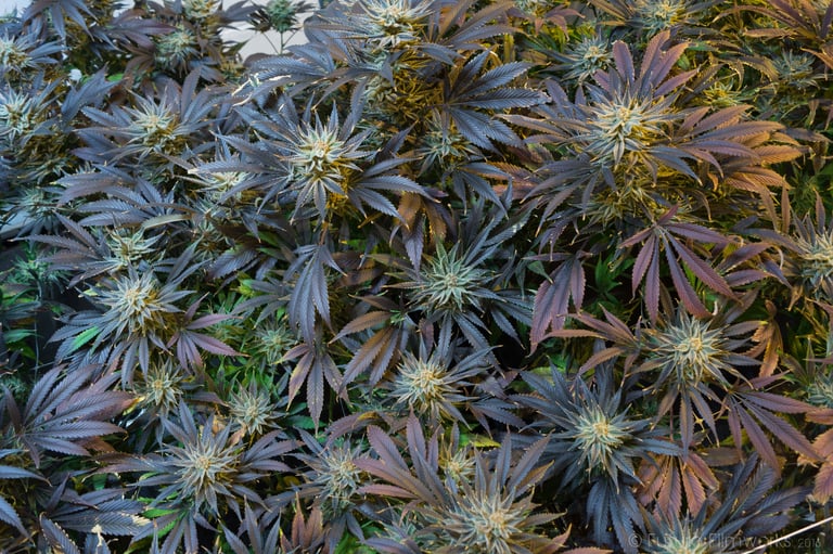 7 Tips for Mixing Different Cannabis Strains Together