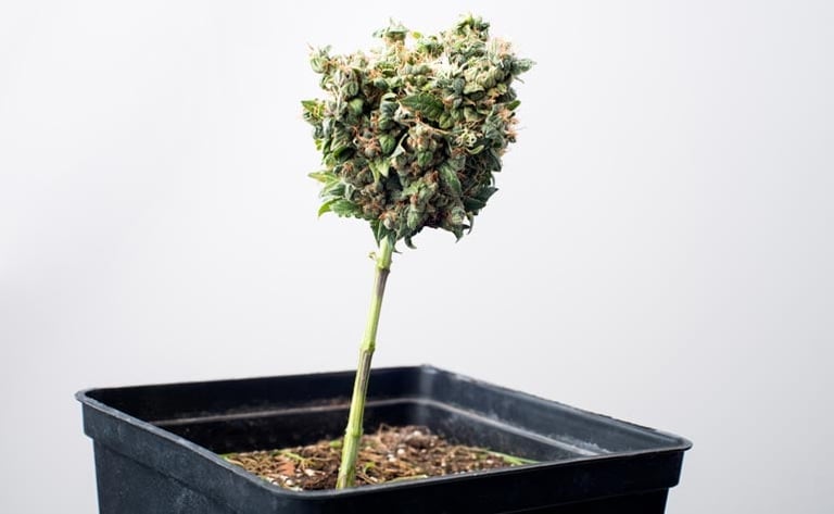What is the Best Light Schedule for Autoflowering Cannabis?