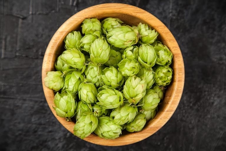 Fresh green hops used in brewing, the natural source of bitterness that defines beer’s IBU or International Bitterness Units.
