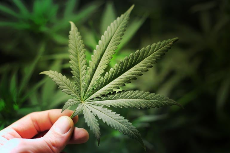 White Rhino: This Summer’s Spotlight Strain